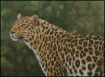 (image for) Leopard